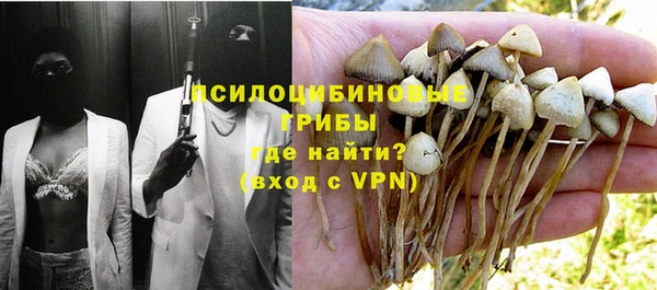 прущие грибы Надым
